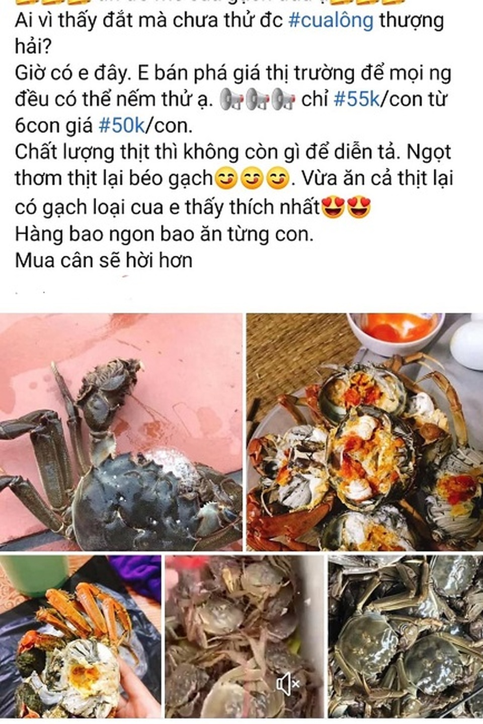 Loại cua “nhà giàu” bán tràn lan chỉ từ 45.000 đồng/con, tiểu thương “tiết lộ” sự thật - 2 Loại cua “nhà giàu” bán tràn lan chỉ từ 45.000 đồng/con, tiểu thương “tiết lộ” sự thật - 2