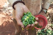 Kiếm tiền triệu/ngày giữa rừng Tây Nguyên từ việc..“vạch lá tìm sâu”