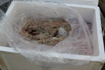 Buôn bán nội tạng thối cho "dân nhậu", người đàn ông bị phạt 17 triệu đồng