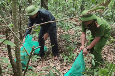 Nhiều động vật quý hiếm được cứu chữa, trở lại rừng tự nhiên