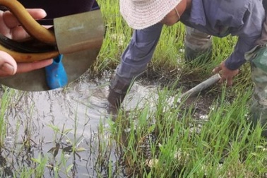 Kiếm cả triệu đồng mỗi ngày giữa mùa nắng nóng nhờ bẫy con da trơn