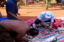 Giật mình cảnh sán dây rơi khi làm thịt lợn thả rông, hàng loạt người nhiễm bệnh