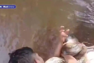 Bị trăn khổng lồ quấn chặt quanh thân, người đàn ông cắn nó để trốn thoát