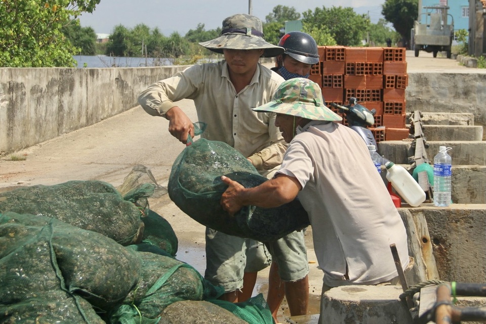 Bình Định: Mưu sinh nghề cào phễnh, vẹm ven đầm Thị Nại - 5 Bình Định: Mưu sinh nghề cào phễnh, vẹm ven đầm Thị Nại - 5