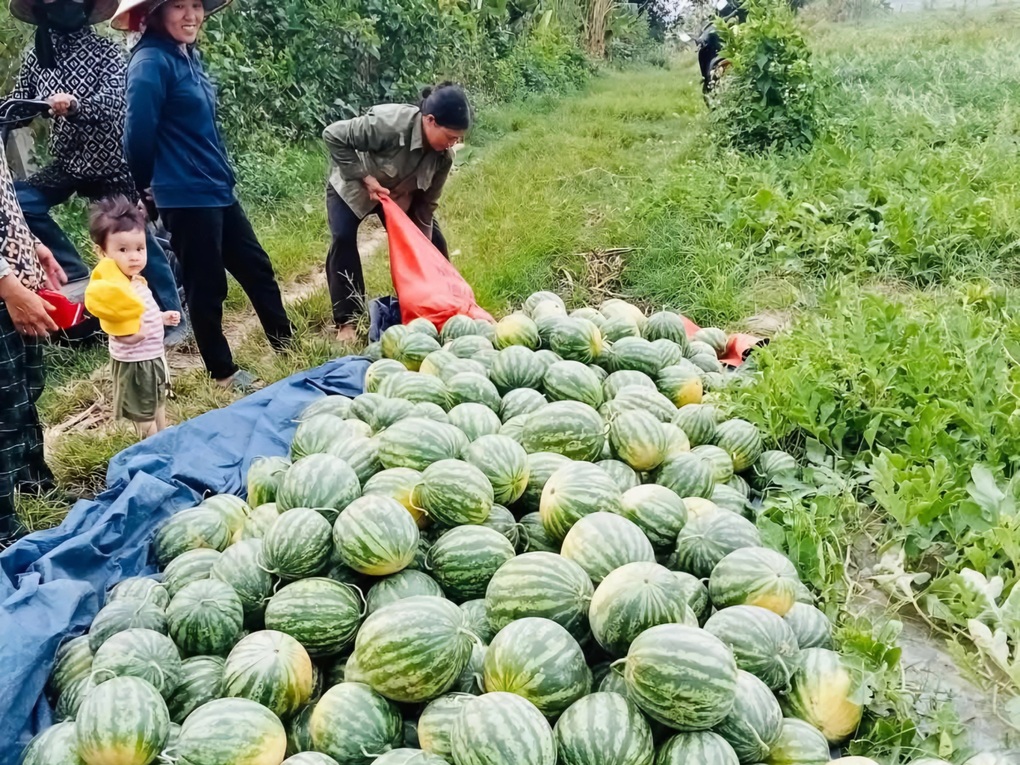 Trồng dưa ven sông, nông dân thu lãi cả chỉ vàng mỗi sào - 2 Trồng dưa ven sông, nông dân thu lãi cả chỉ vàng mỗi sào - 2
