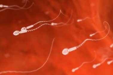 Bước đột phá mới giúp tạo ra tinh trùng từ tế bào da người