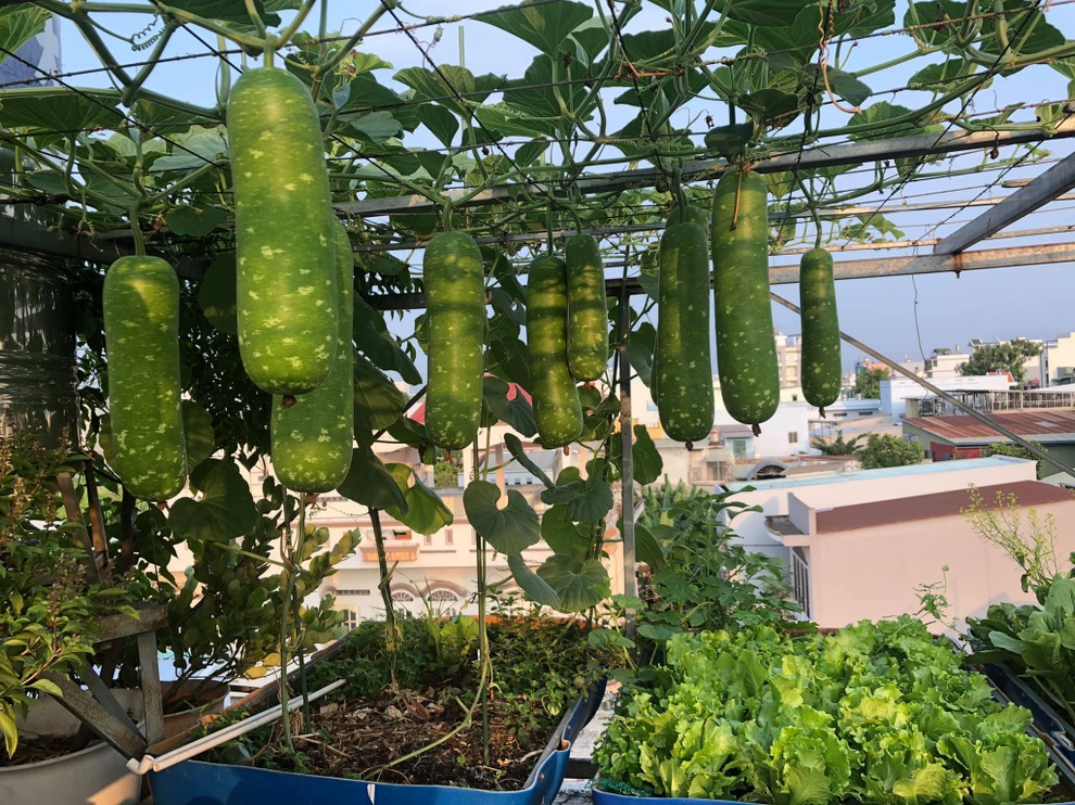 Học cách làm phân cá giàu đạm giúp cây phát triển xanh tốt - 1 Học cách làm phân cá giàu đạm giúp cây phát triển xanh tốt - 1