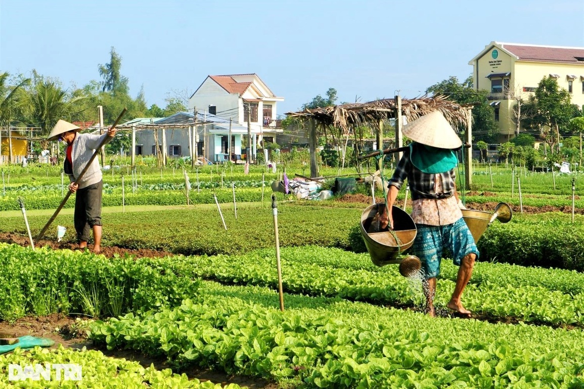 Đầu năm thăm làng rau trăm tuổi nổi tiếng trên bản đồ du lịch quốc tế - 3 Đầu năm thăm làng rau trăm tuổi nổi tiếng trên bản đồ du lịch quốc tế - 3