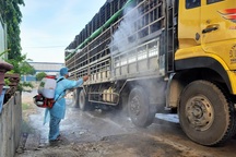 Quảng Nam: Phát hiện xe tải chở lợn bị nhiễm dịch tả lợn châu Phi đi... bán