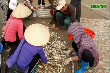 Ngư dân phố biển Sầm Sơn “hốt bạc” mùa cá trích