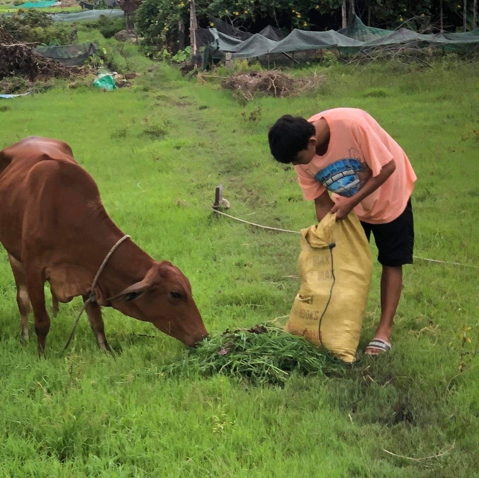 Nam sinh chăn bò, nhặt rau giúp mẹ đạt 9,75 điểm môn Văn - 2 Nam sinh chăn bò, nhặt rau giúp mẹ đạt 9,75 điểm môn Văn - 2