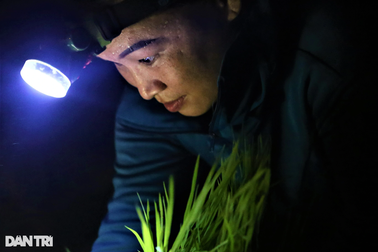 Soi đèn cấy lúa đêm tránh nóng, nông dân vẫn vã mồ hôi
