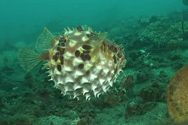 Cá nóc - Loài cá sở hữu chất độc chết người