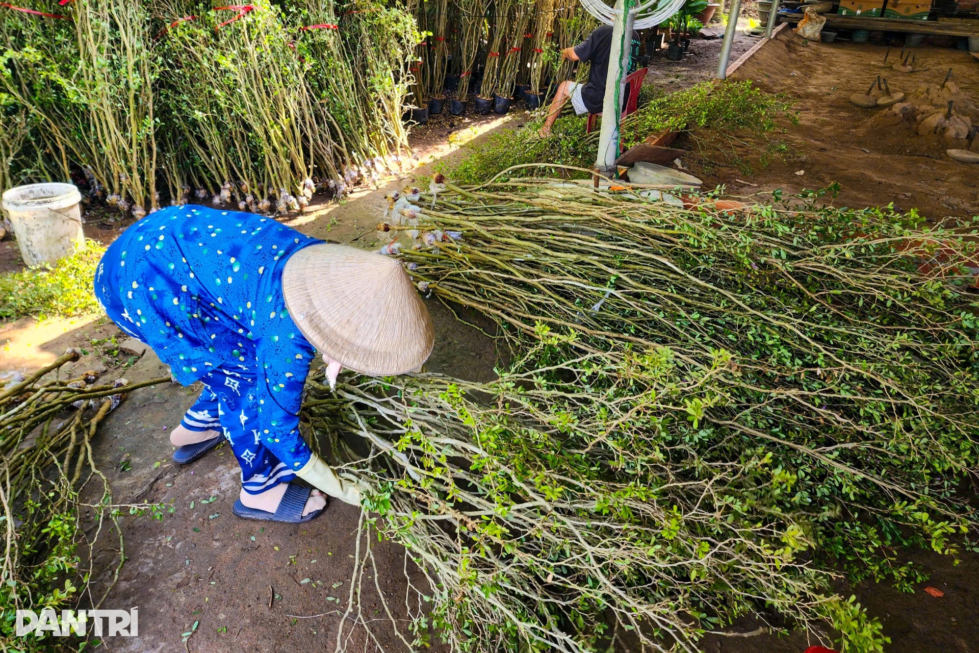Nhà vườn miền Tây kể cách làm linh vật ngựa từ cây quất cảnh - 8