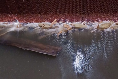 Chủ trang trại xót xa nhìn gần 1.000 con vịt chết ngạt trong bão Kajiki