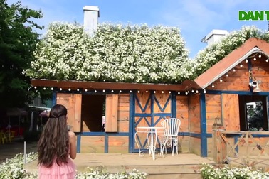 Giới trẻ thích thú check in bên ngôi nhà phủ kín cúc họa mi