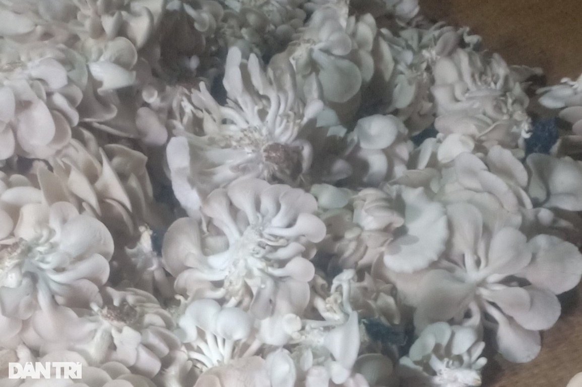 Trồng loại cây 30 ngày thu hoạch, nông dân mát tay thu lãi - 3 Trồng loại cây 30 ngày thu hoạch, nông dân mát tay thu lãi - 3