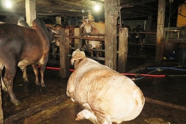 Bắt quả tang bò bị bơm nước đến mức không đứng dậy nổi