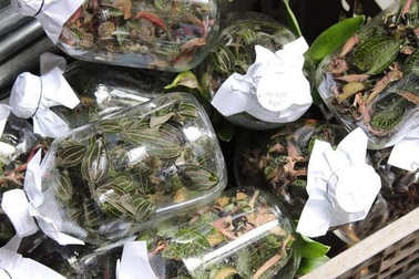 Cỏ lạ được Trung Quốc mua với giá chục triệu đồng/kg, người dân đổ xô vào rừng tìm kiếm