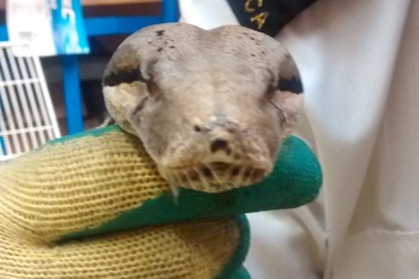 Trăn khổng lồ nguy hiểm "đi lạc" trong công viên