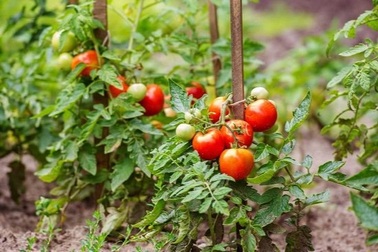 Những sai lầm khi trồng cà chua các mẹ đảm nên biết