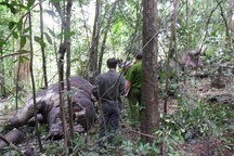 Quần thể voi rừng VQG Yok Đôn sẽ không còn bền vững 