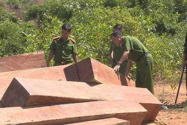 Đắk Lắk: Liên tiếp phát hiện 5 điểm tập kết gỗ lậu quy mô lớn