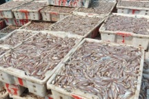 Ra khơi những ngày cận Tết, ngư dân trúng đậm hơn 300 tấn cá "nhà nghèo"