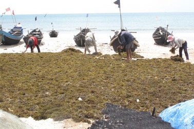 Đổ xô tận diệt rong mơ