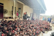 Chủ trại gà điếng người nhìn 9.000 con gà sắp xuất bán bị chết ngạt