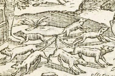 Phát hiện "vua chuột" trong truyền thuyết đầy kinh hãi