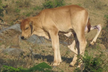 Chuyện kỳ lạ về con bê 6 chân, 2 bộ phận sinh dục