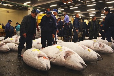 Thăm chợ cá lớn nhất thế giới tại xứ sở hoa anh đào