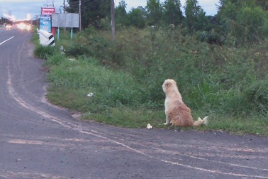 Chú chó trung thành ngồi đợi chủ suốt 4 năm ở cùng một chỗ