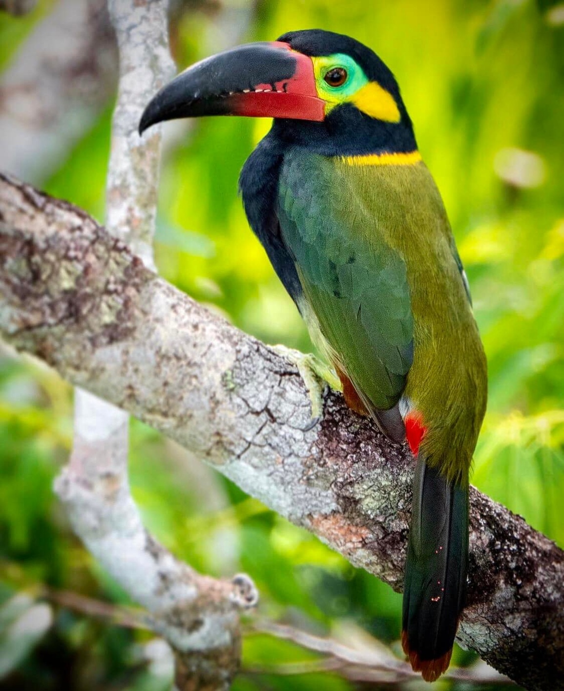 Vẻ đẹp của loài chim Toucan - 17