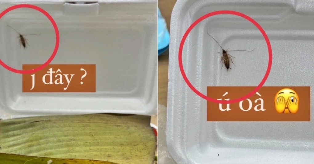 Bị tố có gián trong suất ăn, quán ăn ở TPHCM đáp trả khách gây tranh cãi - 1 Bị tố có gián trong suất ăn, quán ăn ở TPHCM đáp trả khách gây tranh cãi - 1