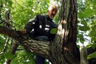 Cụ ông 90 "nghiện"… trèo cây