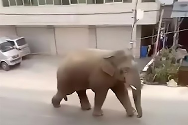 Trung Quốc: Voi không tìm được bạn tình, xông ra đường đập phá