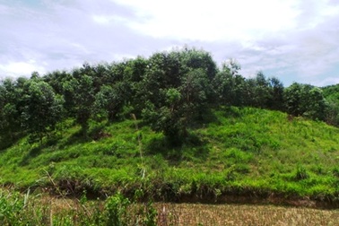 Thanh Hóa: Ngang nhiên lấn chiếm đất lâm nghiệp của người khác