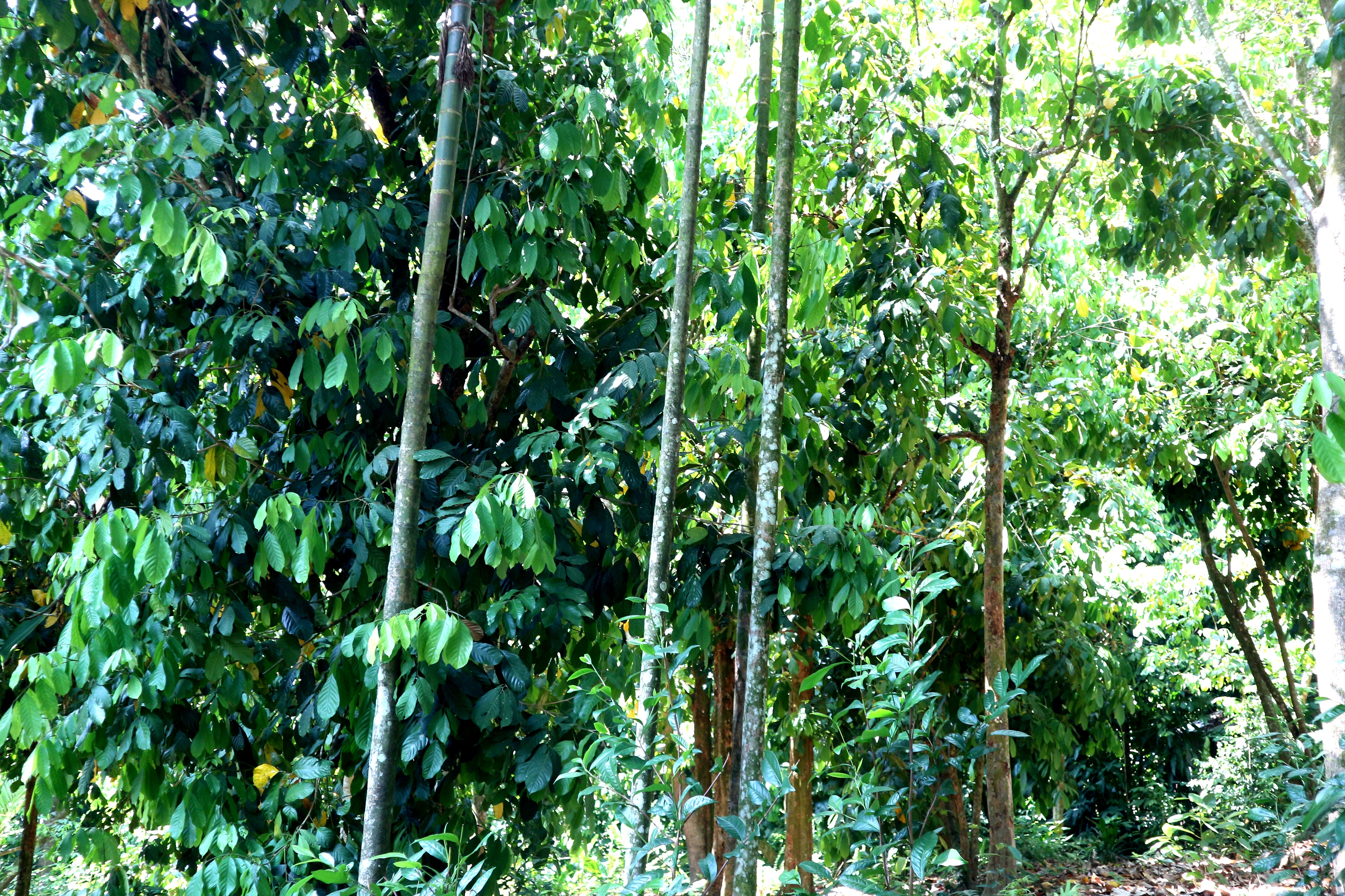 Chính vụ thu hoạch nhưng trái bòn bon gần như mất trắng - 4