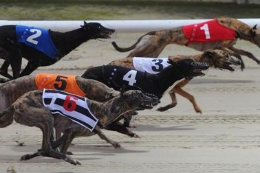 Hà Tĩnh xin "gỡ khó" cho dự án đua chó đặt cược