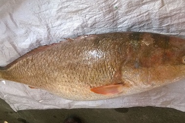 Vì sao cá sủ vàng Việt Nam có giá 1 tỷ/con?