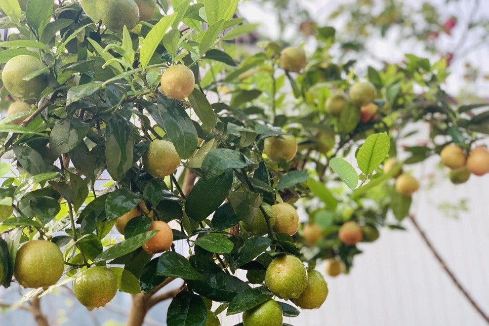 Mẹ đảm Sơn La chia sẻ bí quyết làm vườn sân thượng bội thu, đẹp như tranh - 4 Mẹ đảm Sơn La chia sẻ bí quyết làm vườn sân thượng bội thu, đẹp như tranh - 4