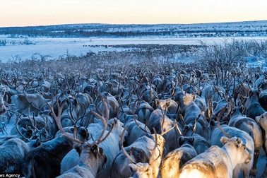 Cảnh di cư ngoạn mục của hàng ngàn con tuần lộc