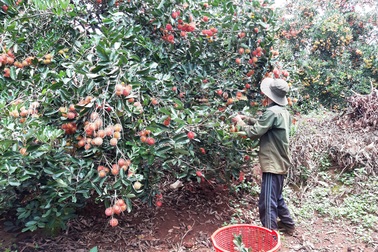 Thu hàng trăm triệu đồng trên vùng đất sỏi đá nhờ chôm chôm