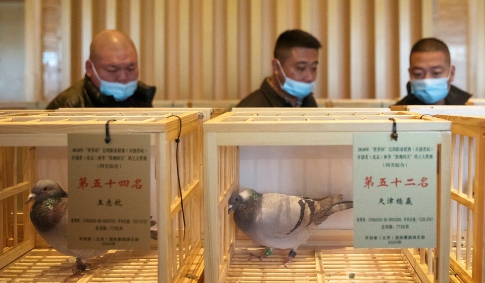Thú vui chơi chim bồ câu đua của giới nhà giàu - 2 Thú vui chơi chim bồ câu đua của giới nhà giàu - 2