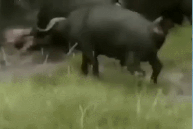 Kinh hoàng cảnh sư tử bị trâu rừng “hành hạ” cho đến chết