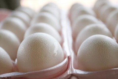 Gà thả vườn dễ nhiễm khuẩn tiêu chảy