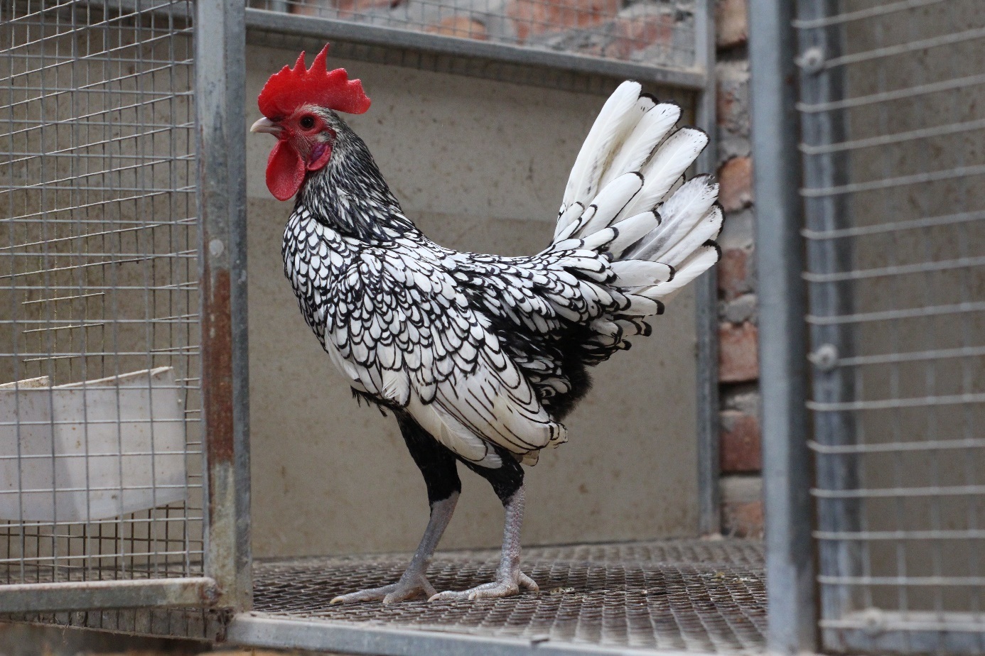 Những giống gà cảnh hàng độc, giá chát vẫn được săn lùng dịp Tết - 8 Những giống gà cảnh hàng độc, giá chát vẫn được săn lùng dịp Tết - 8