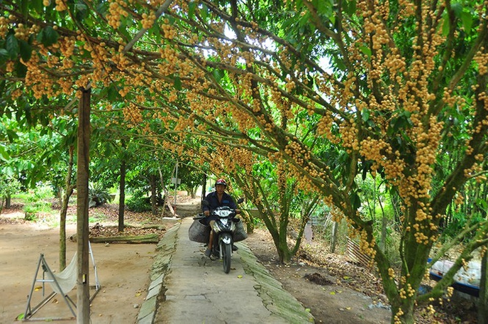 Đã mắt với vườn dâu trái từ gốc đến ngọn ở miền Tây - 10 Đã mắt với vườn dâu trái từ gốc đến ngọn ở miền Tây - 10